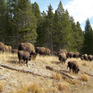 buffalo at custer state park