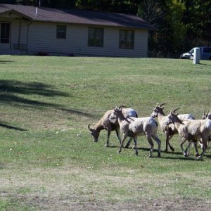 more critters at custer state park, SD