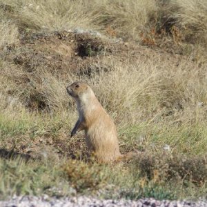 prairie dog, it's whats for dinner
