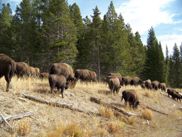 buffalo at custer state park