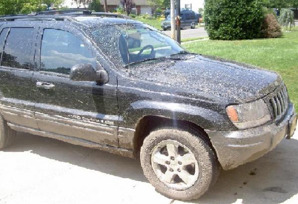 Day 2 of having my jeep, I went mudding.