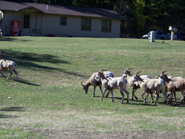 more critters at custer state park, SD