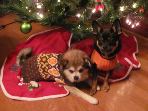 NELLY AND SCRAPPY SAY MERRY CHRISTMAS