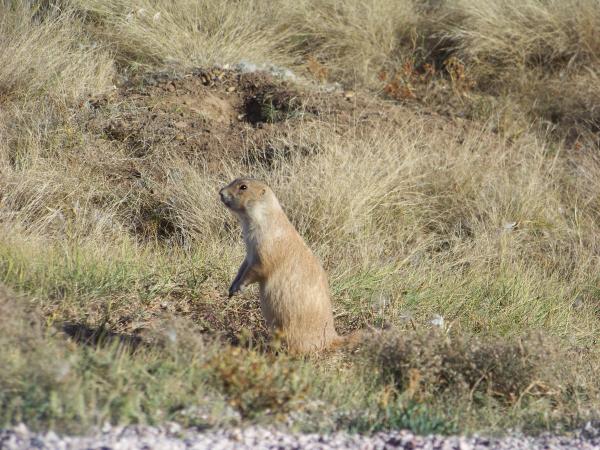prairie dog, it's whats for dinner